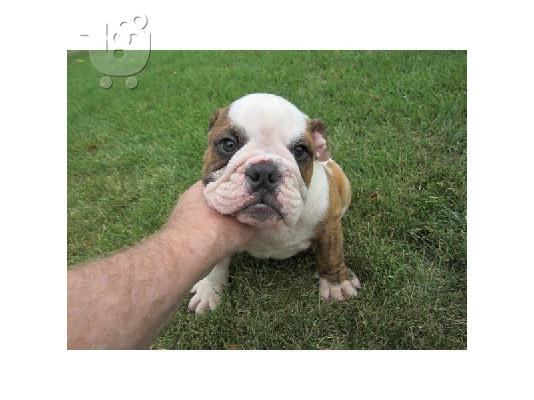 Σπίτι εκπαιδευμένο ENGLISH BULL DOG PUPPY για υιοθεσία
